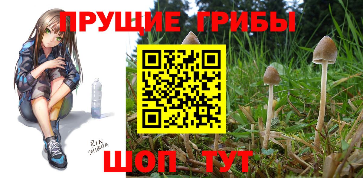 Шарыпово  Галлюциногенные грибы Psilocybine cubensis  Вход с VPN 